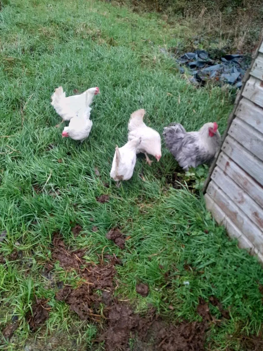 4 point of lay pullets and a Cockerell - Image 2