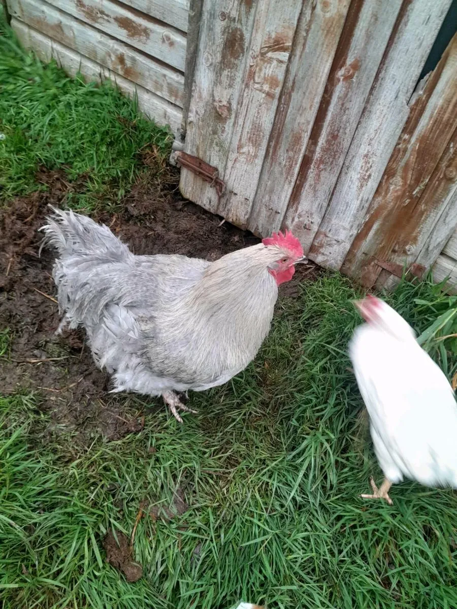 4 point of lay pullets and a Cockerell - Image 3