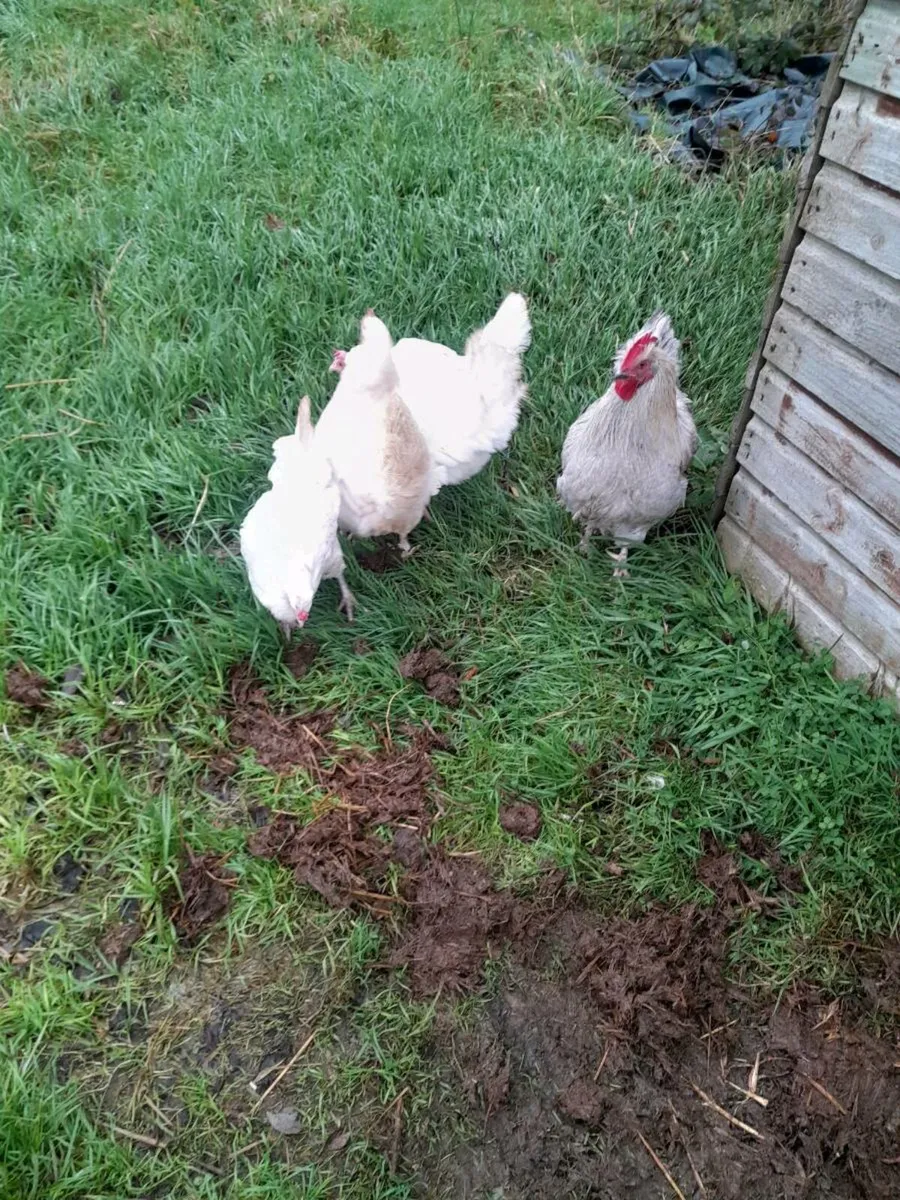 4 point of lay pullets and a Cockerell - Image 4