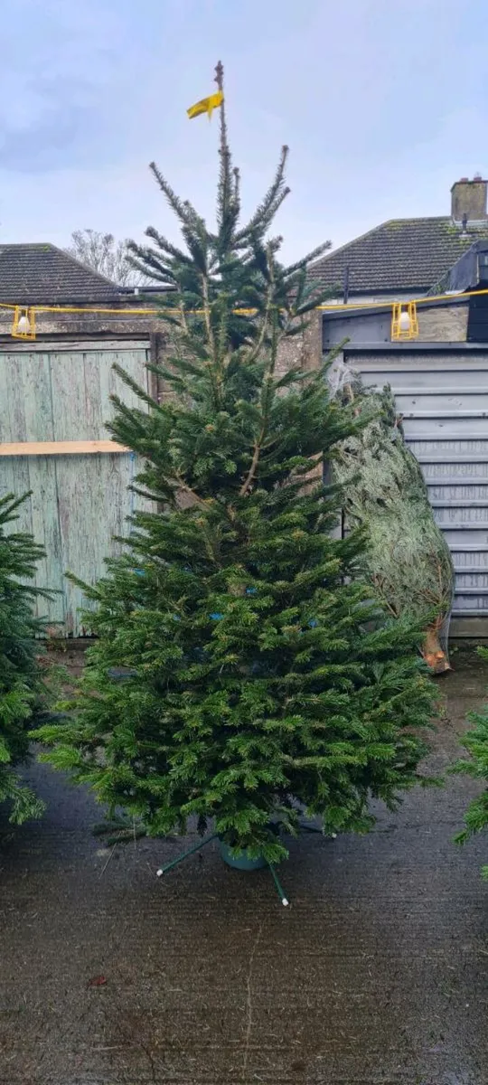 Real Christmas trees - Image 2