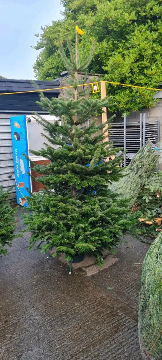 Real Christmas trees - Image 3