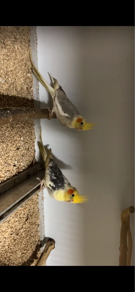 Pair of Cockateils & Cage - Image 1