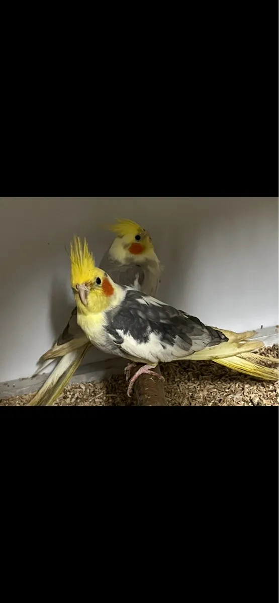 Pair of Cockateils & Cage - Image 2