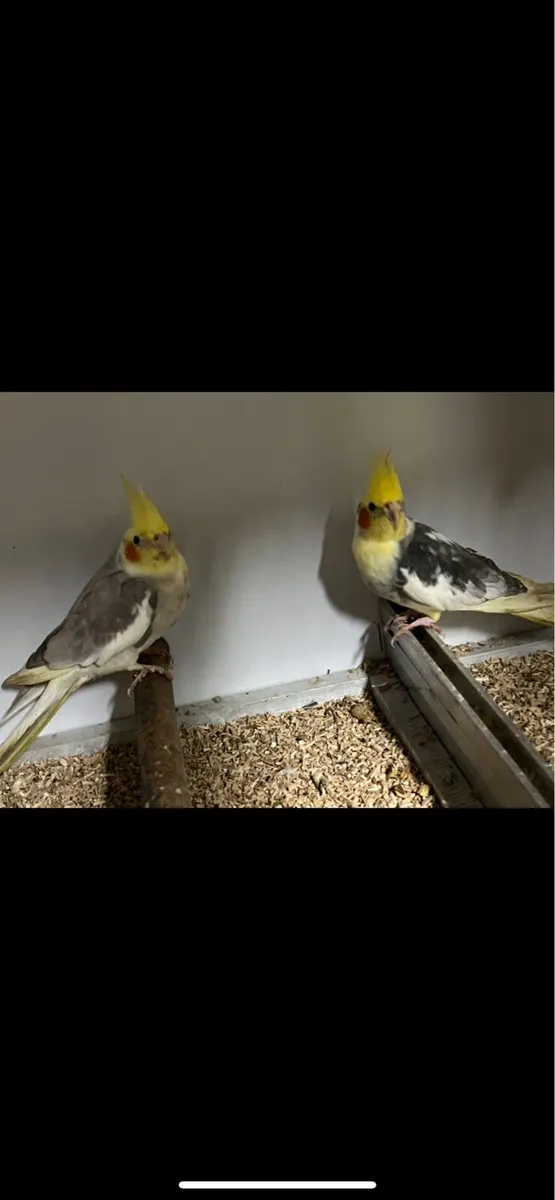 Pair of Cockateils & Cage - Image 3