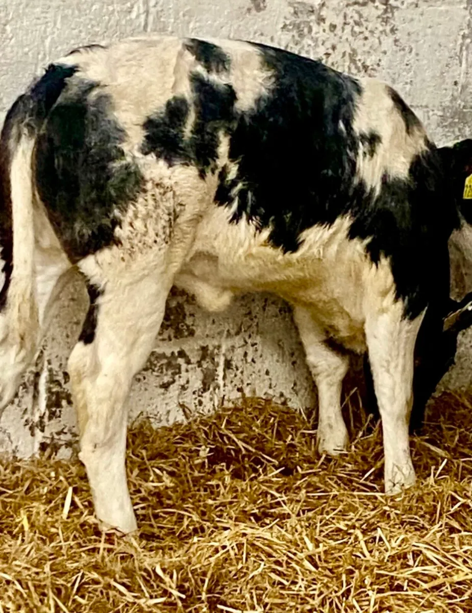 2 SUPER QUALITY BB HEFER CALVES - Image 1