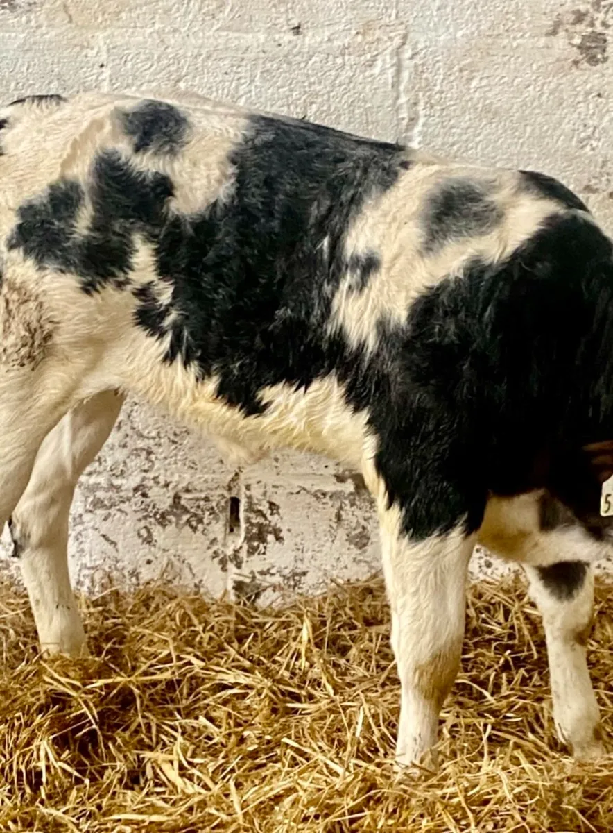 2 SUPER QUALITY BB HEFER CALVES - Image 2