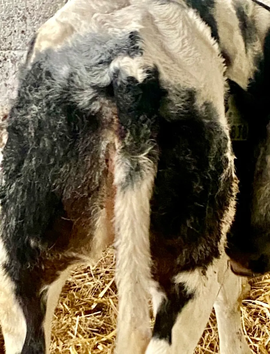 2 SUPER QUALITY BB HEFER CALVES - Image 3