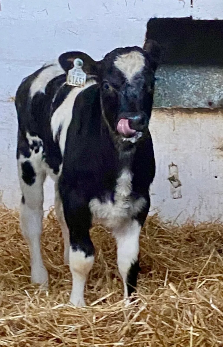 2 SUPER QUALITY BB HEFER CALVES - Image 4