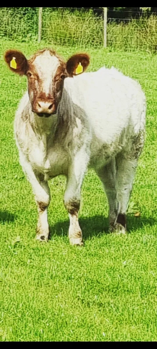 PBR Shorthorn cow - Image 2
