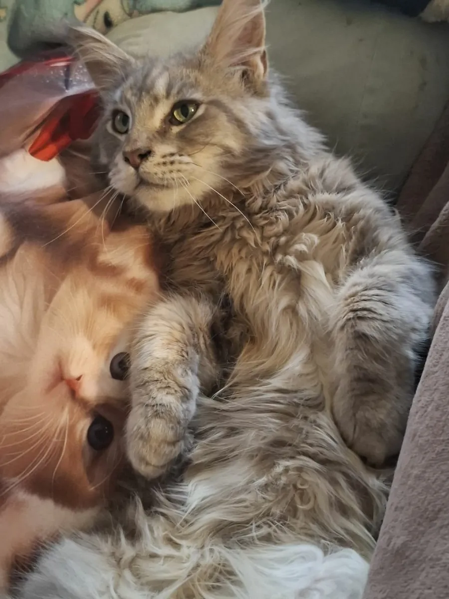 Maine Coon kitten - Image 2