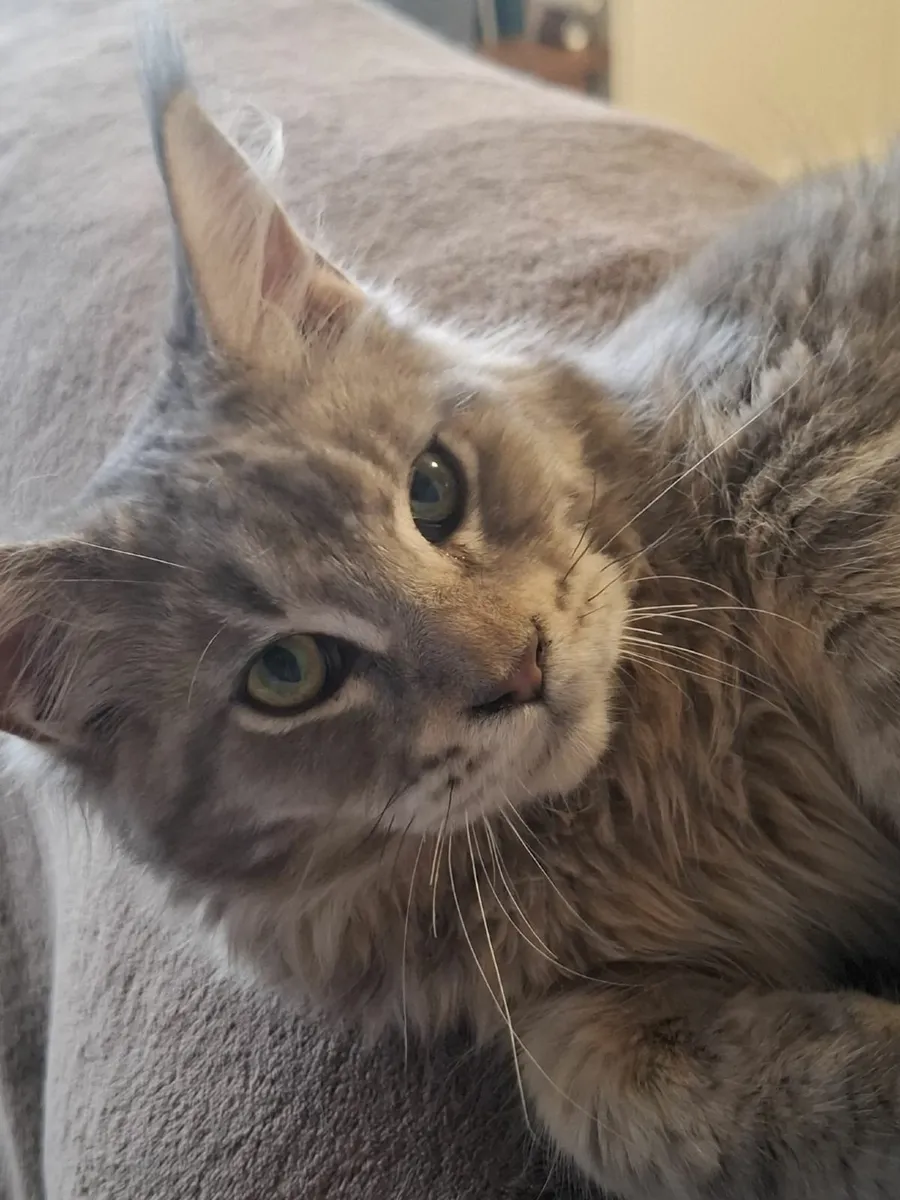 Maine Coon kitten - Image 3