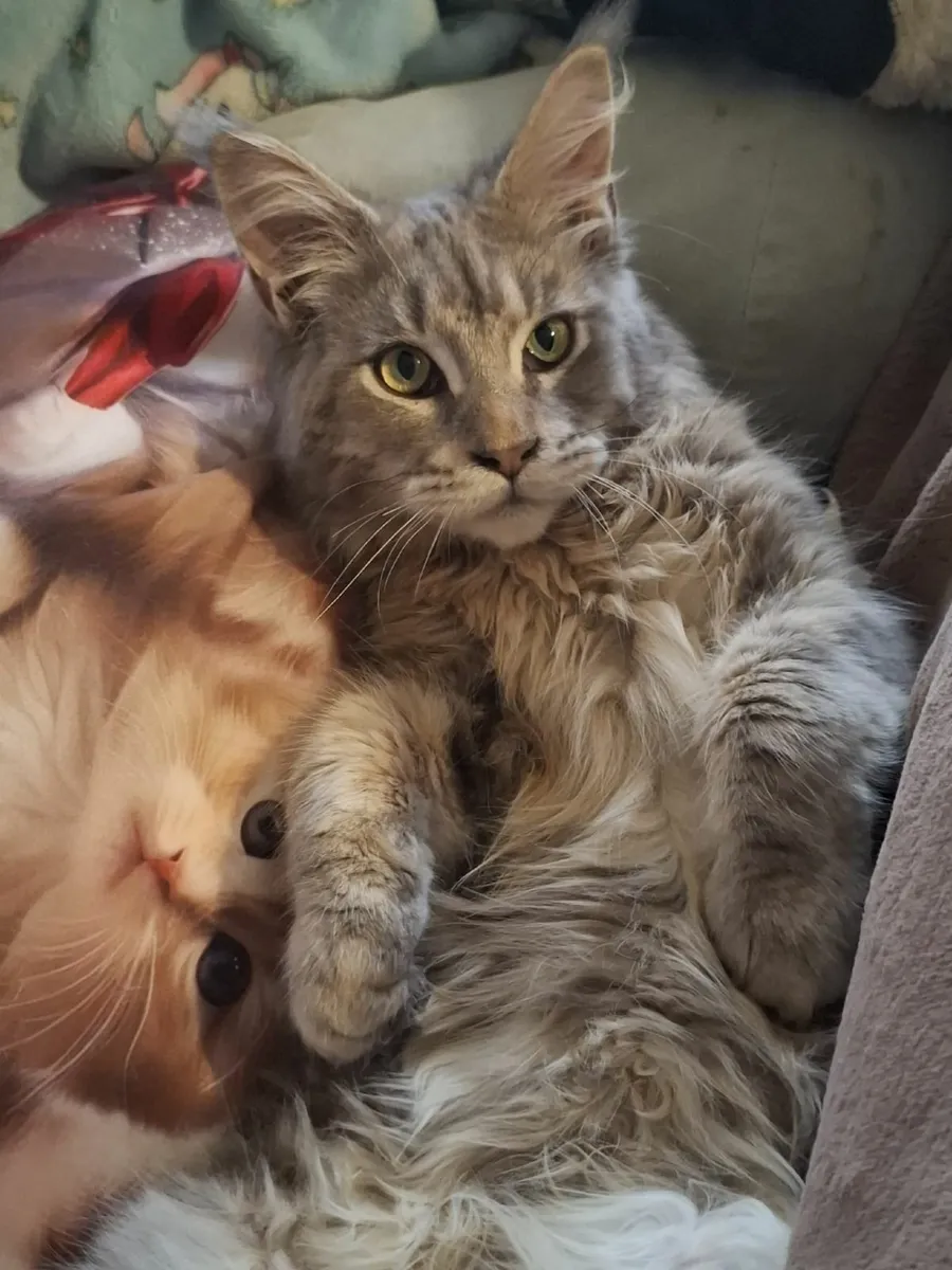 Maine Coon kitten - Image 4