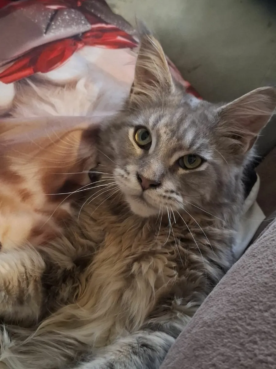 Maine Coon kitten - Image 1