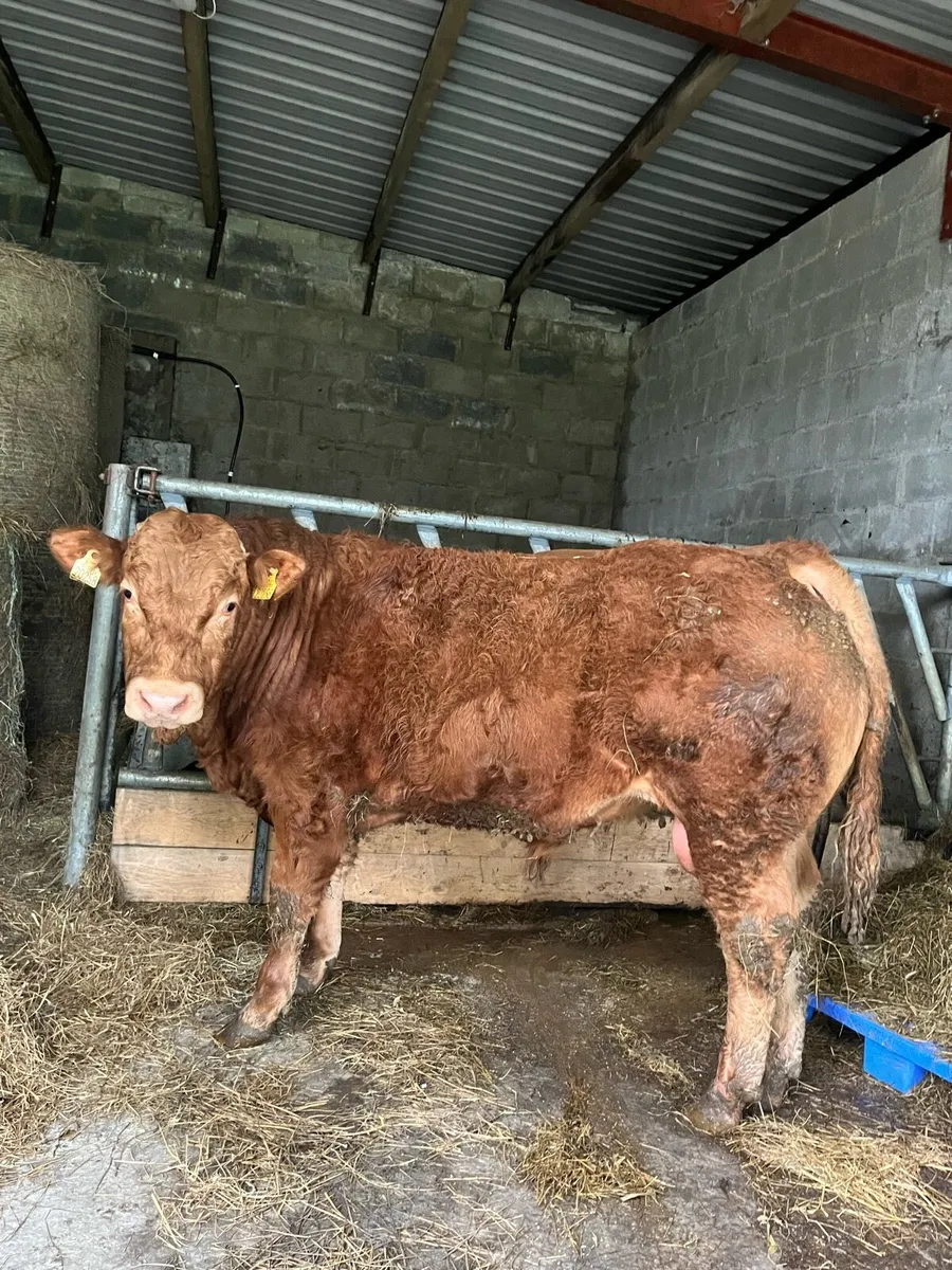 4⭐️ Pbr limousin bull - Image 3