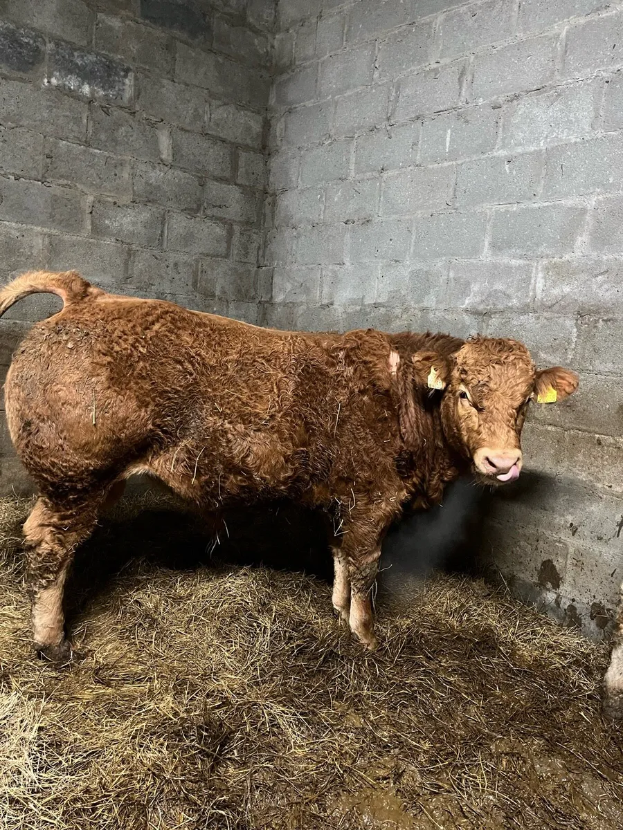 4⭐️ Pbr limousin bull - Image 4