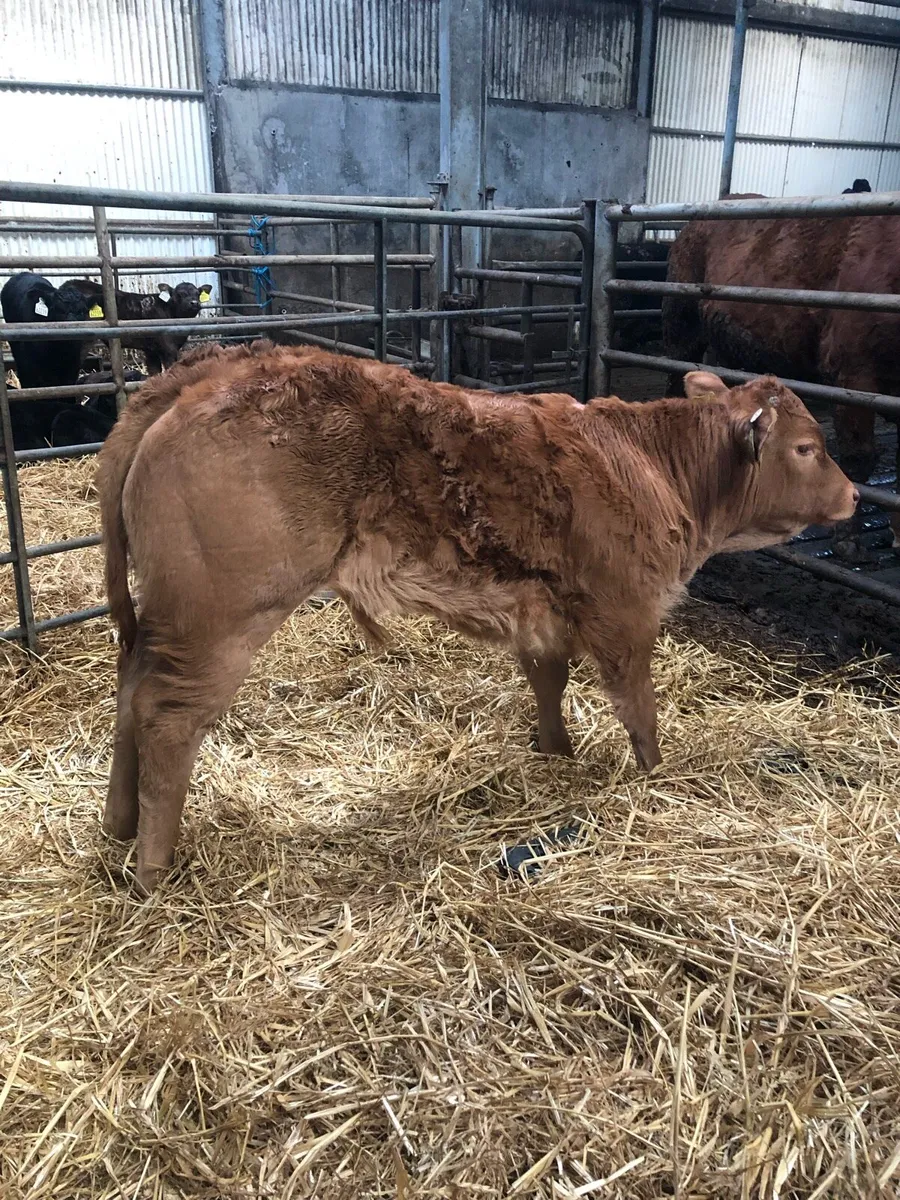 Pbr limousin bull - Image 3