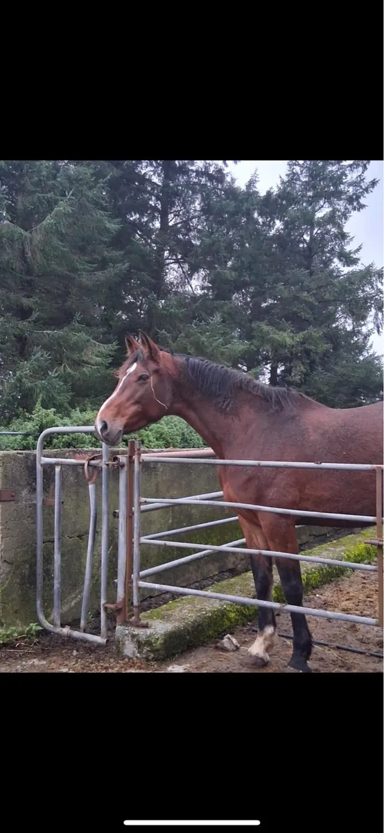 Chacoa broodmare - Image 1