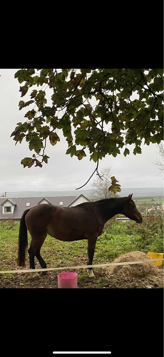 Chacoa broodmare - Image 2