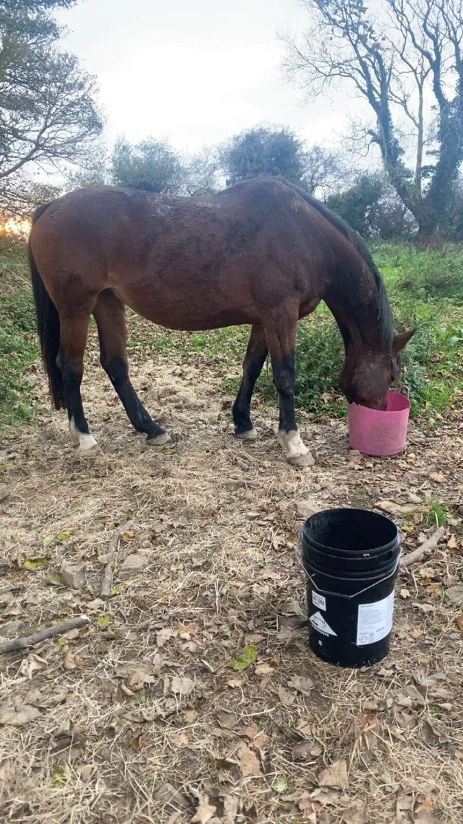 Chacoa broodmare - Image 3