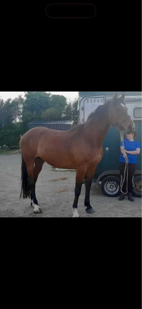 Chacoa broodmare - Image 4