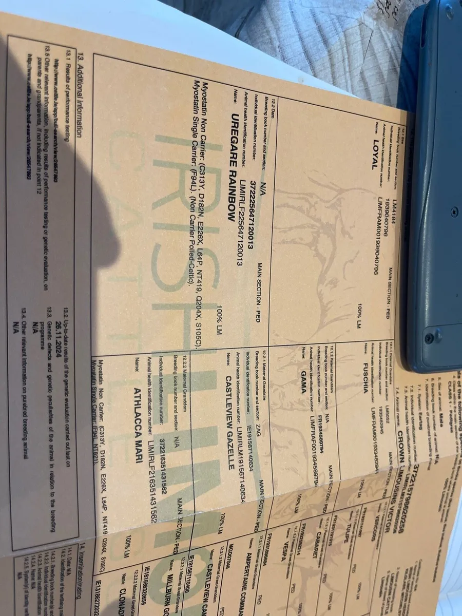 Pbr limousin bull - Image 4