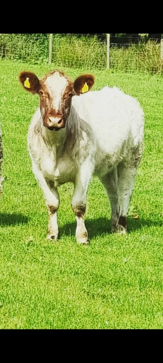 PBR Shorthorn cow - Image 1