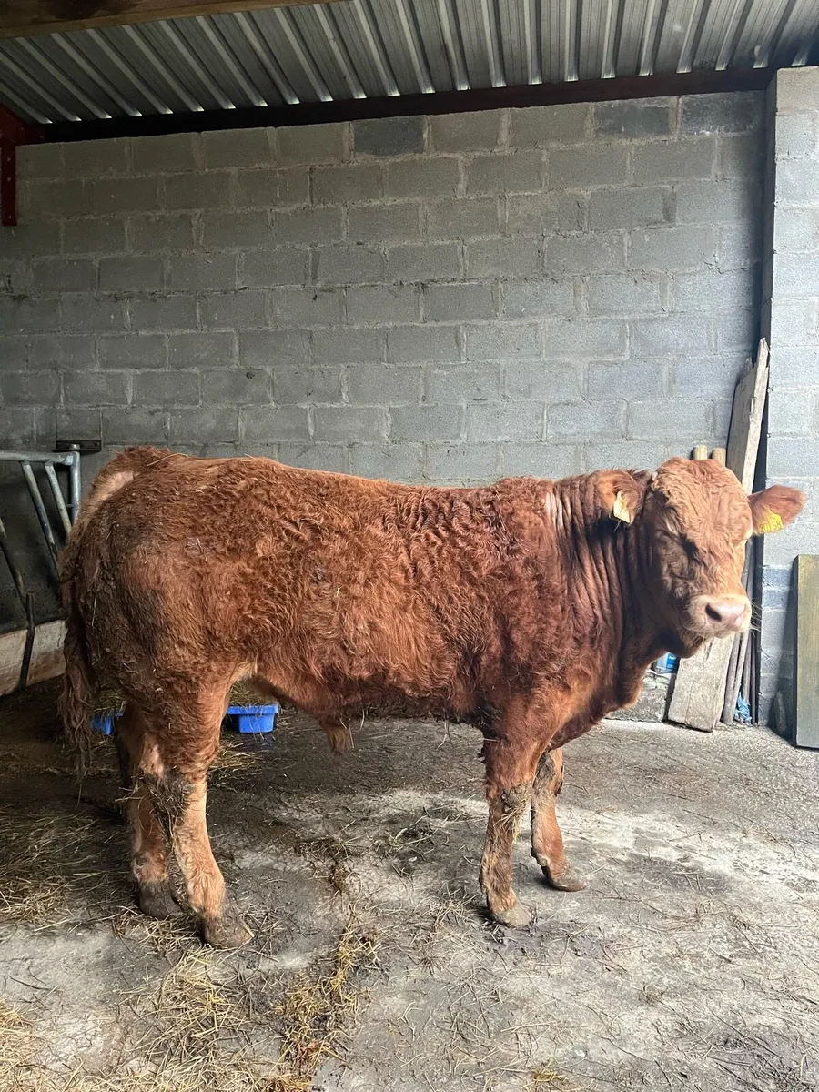 4⭐️ Pbr limousin bull - Image 2