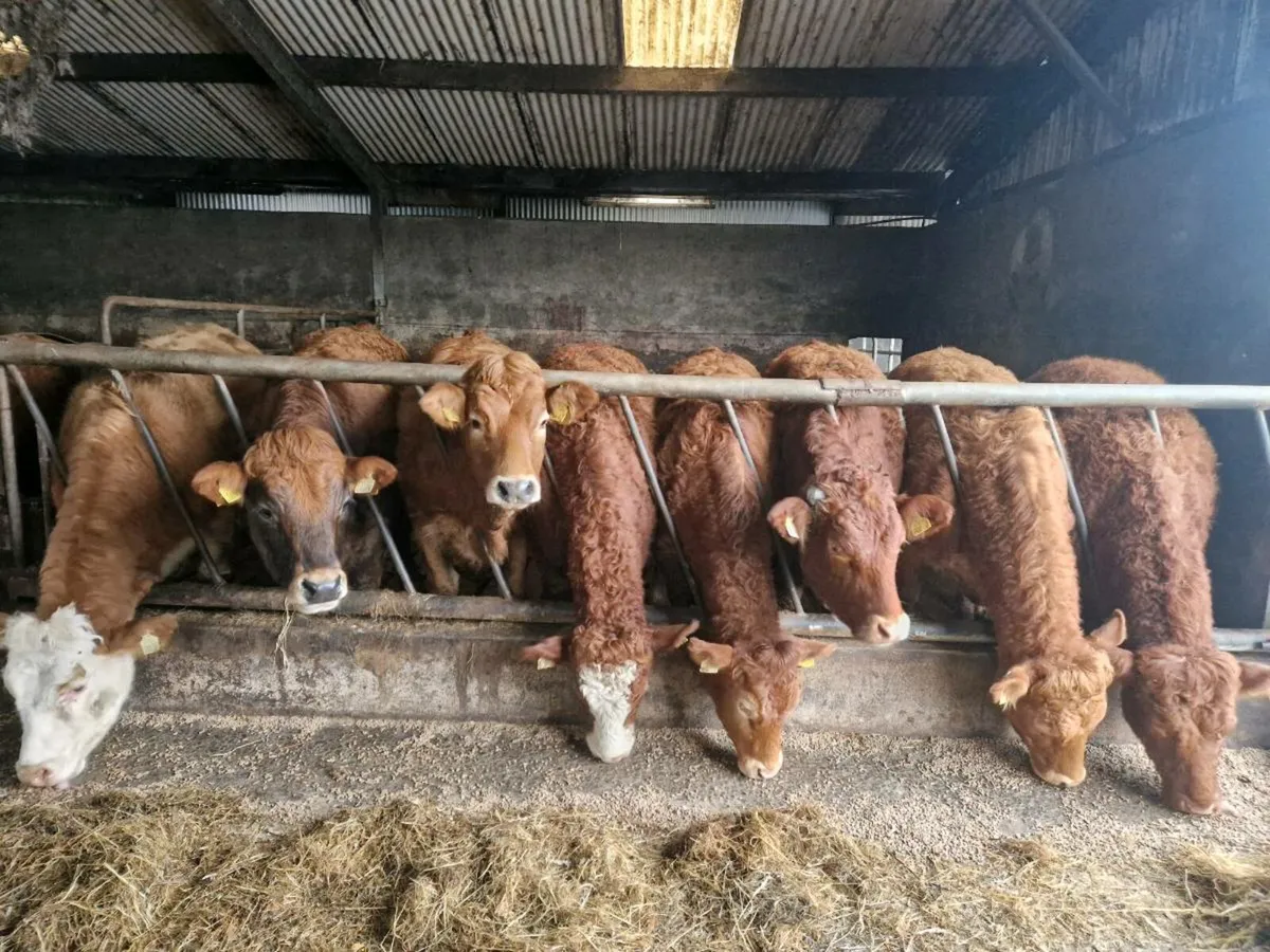 Breeding Heifers - Image 1