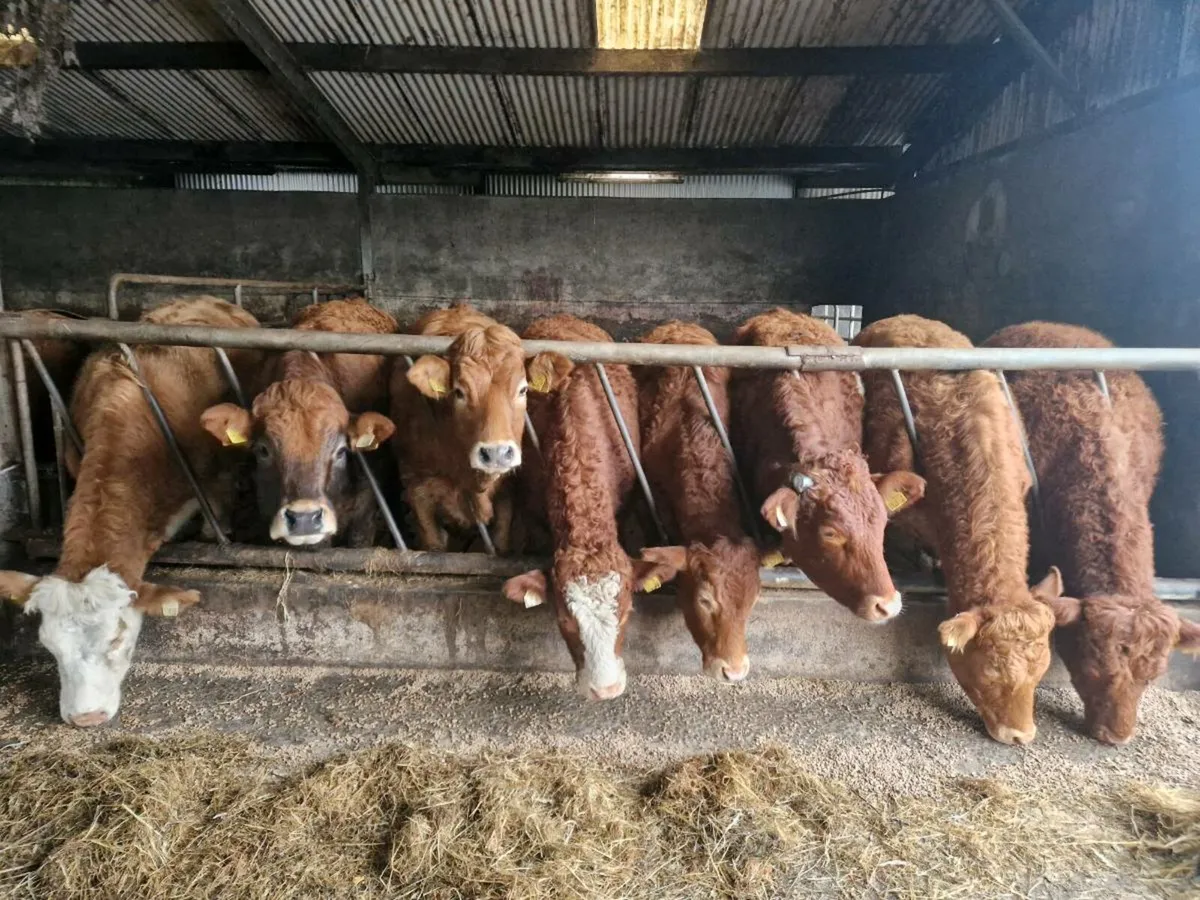 Breeding Heifers - Image 2