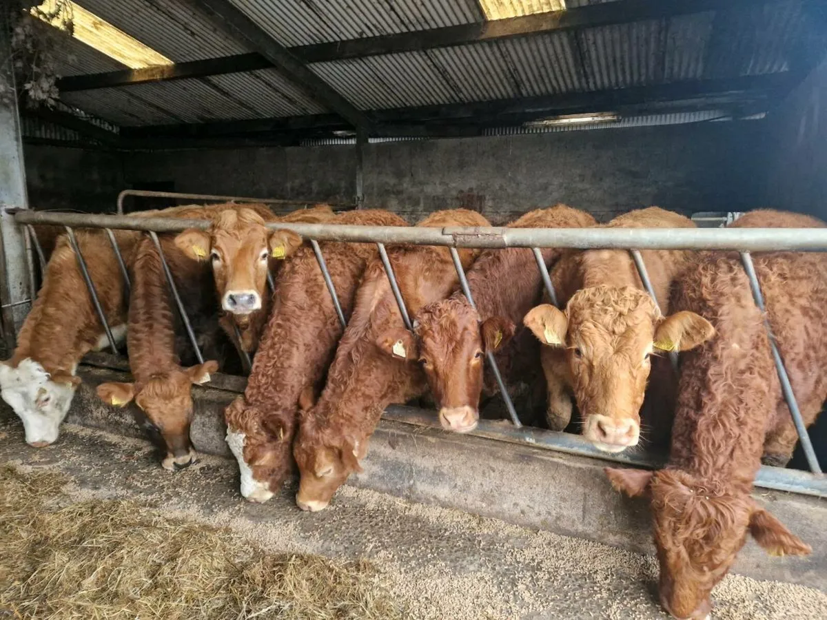 Breeding Heifers - Image 3