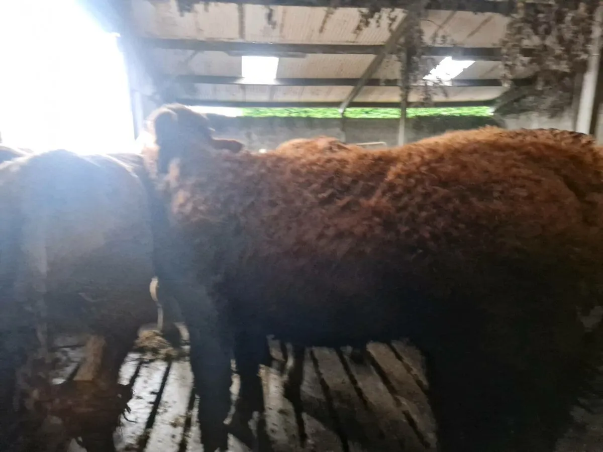 Breeding Heifers - Image 4