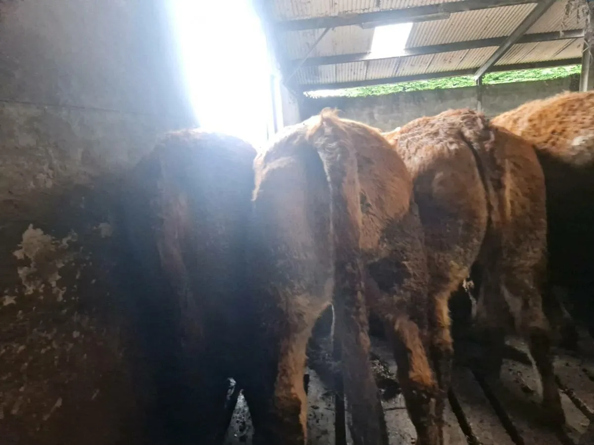 Breeding Heifers - Image 2