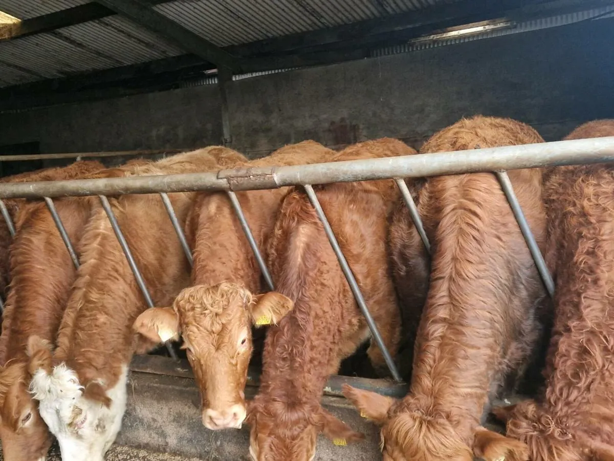 Breeding Heifers - Image 1