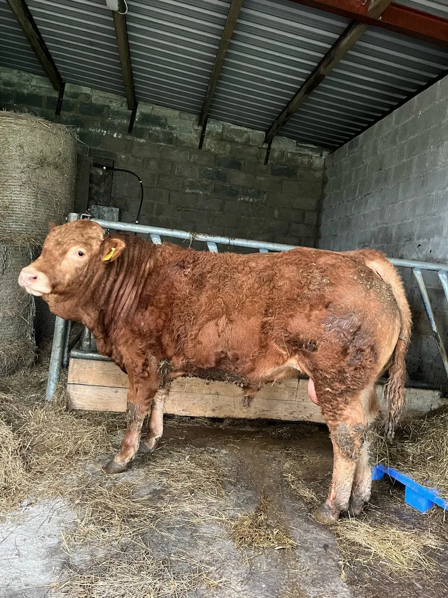 4⭐️ Pbr limousin bull - Image 1