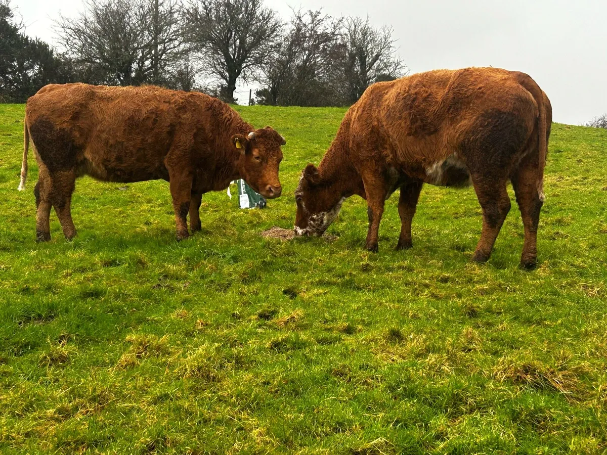 In-Calf Limousin Cows Due In April - Image 1