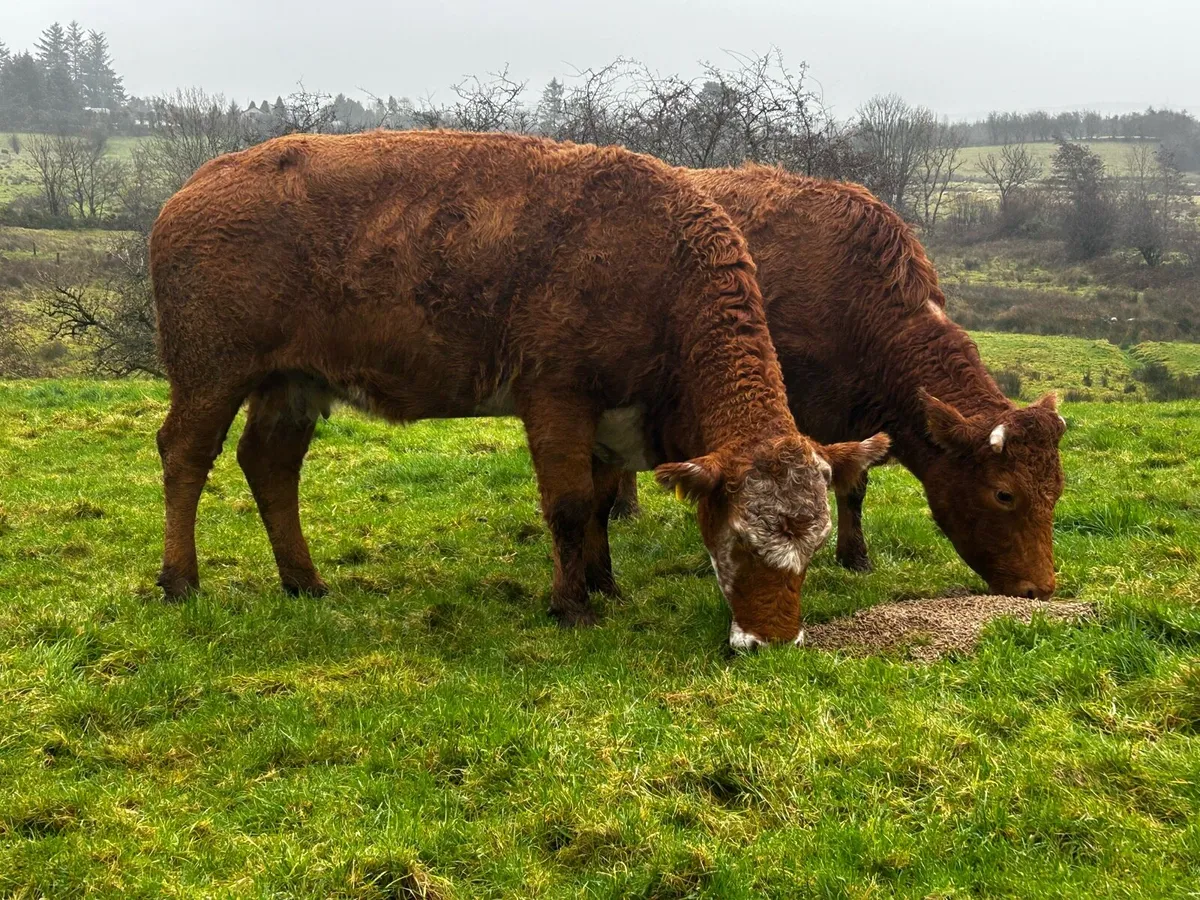 In-Calf Limousin Cows Due In April - Image 2