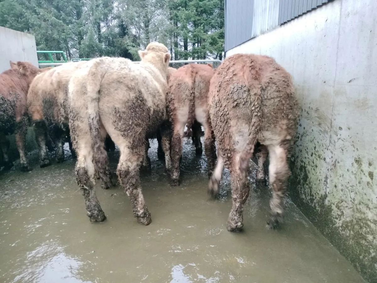 8 super bullocks - Image 2