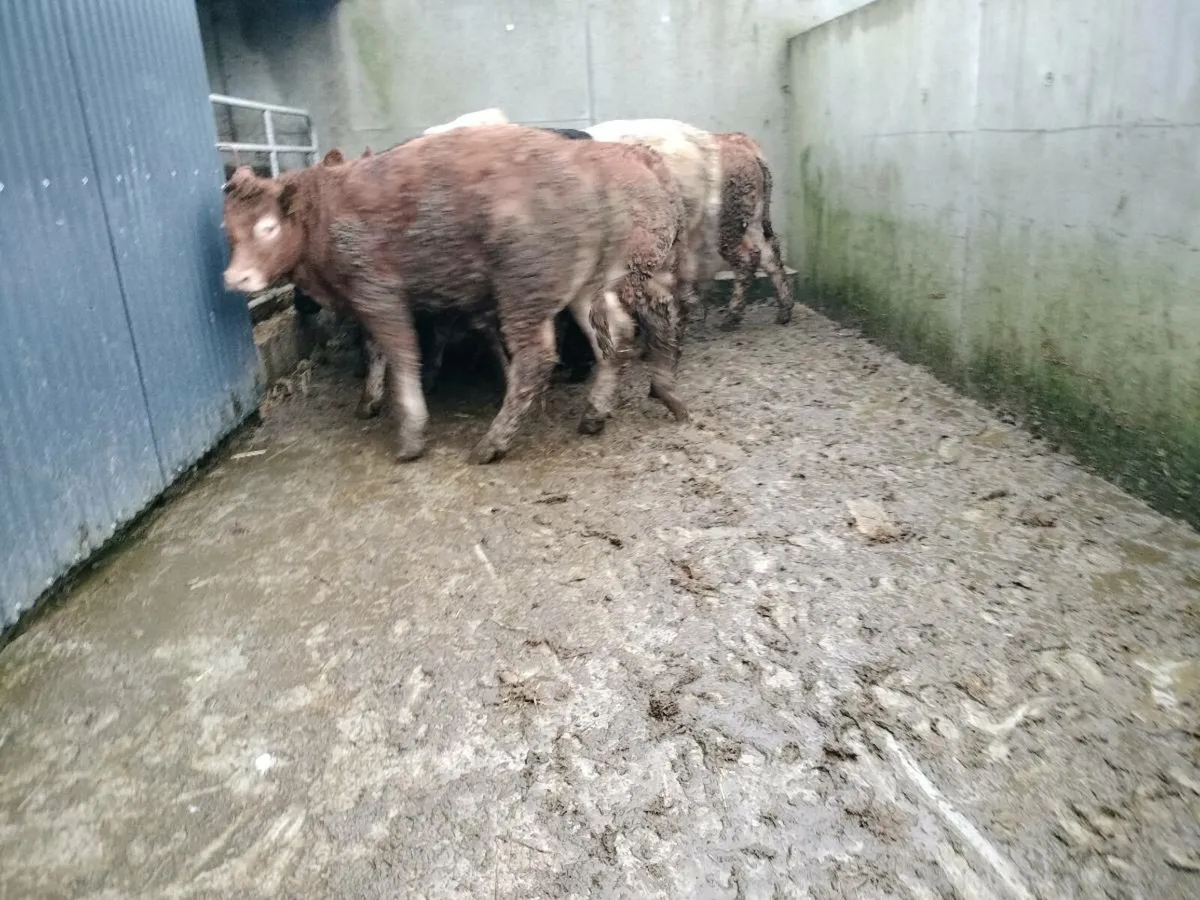 8 super bullocks - Image 3