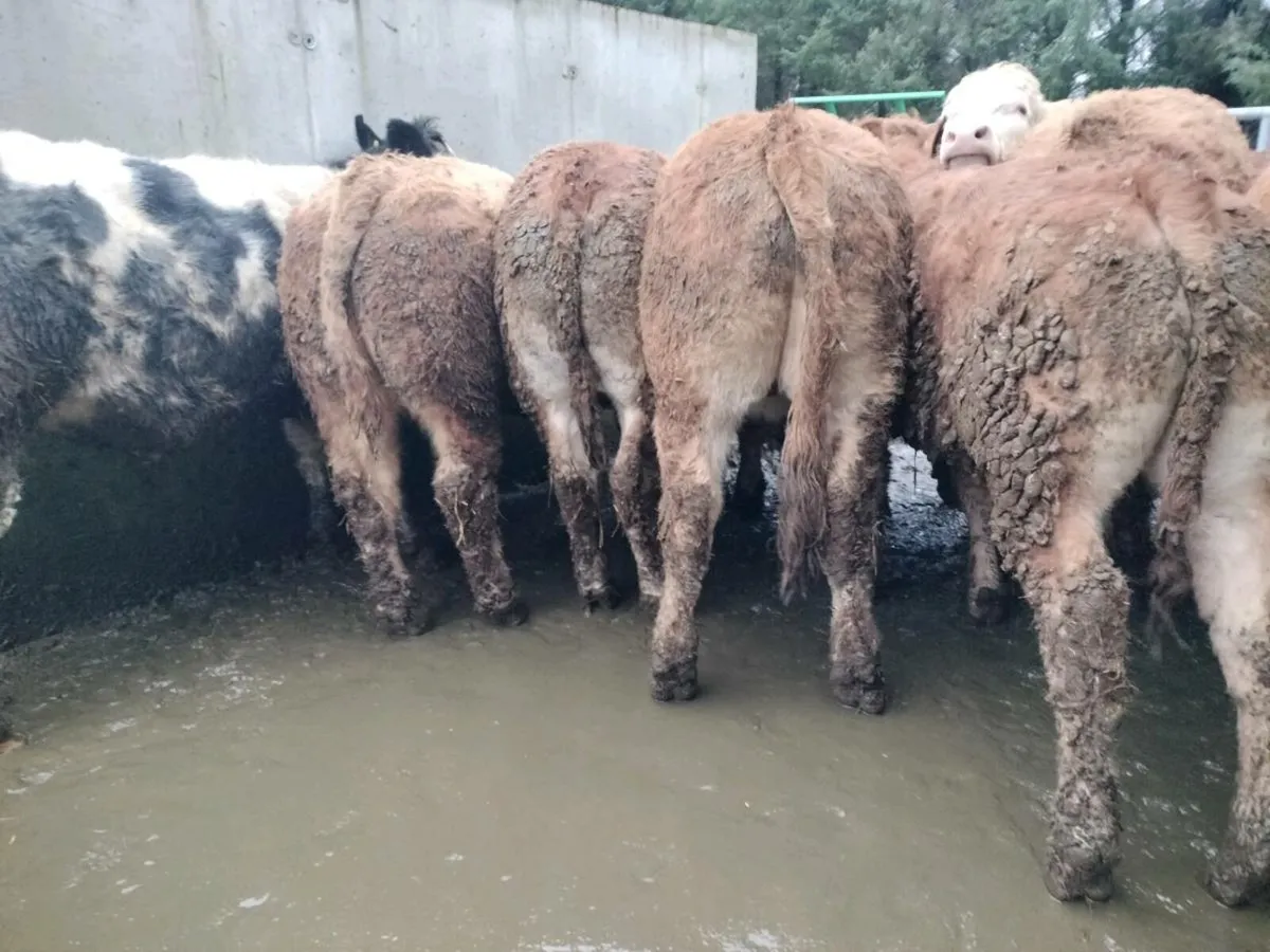 8 super bullocks - Image 1