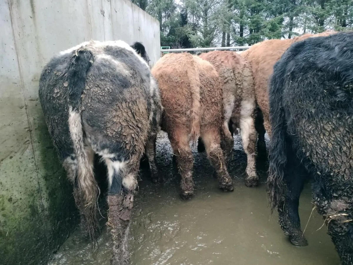 8 super bullocks - Image 4