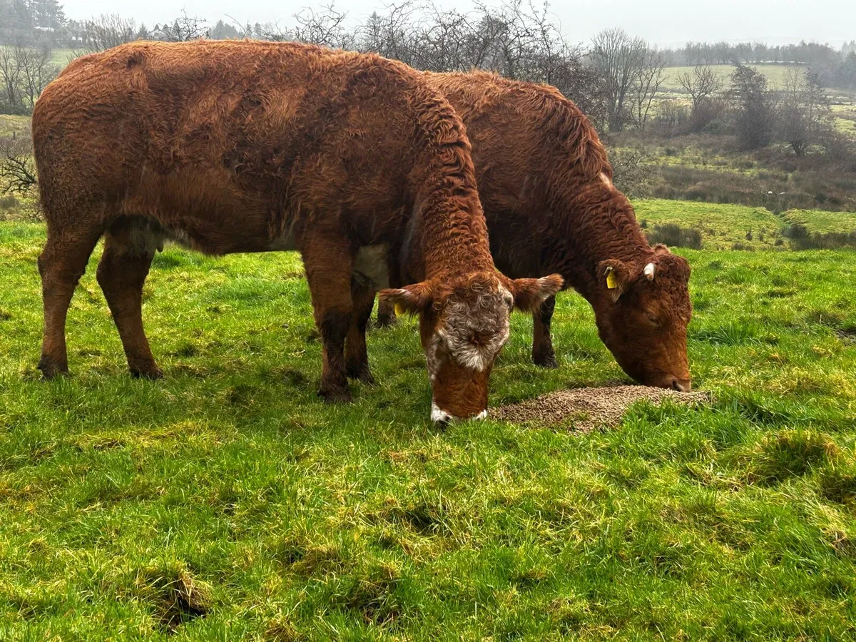 In-Calf Limousin Cows Due In April - Image 3