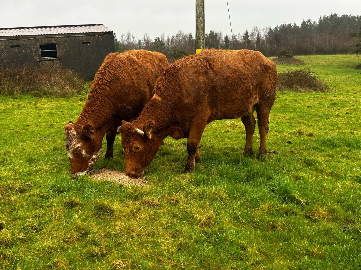 In-Calf Limousin Cows Due In April - Image 4