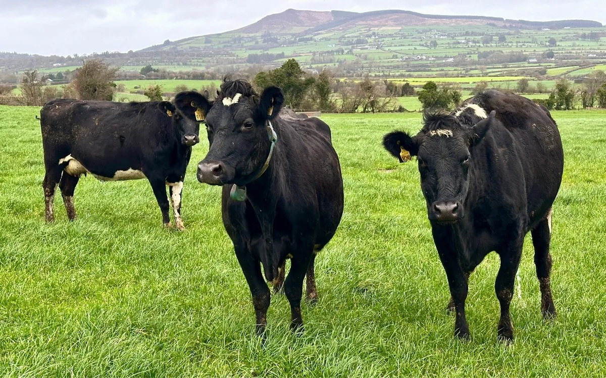 Young Empty Cows - Image 1