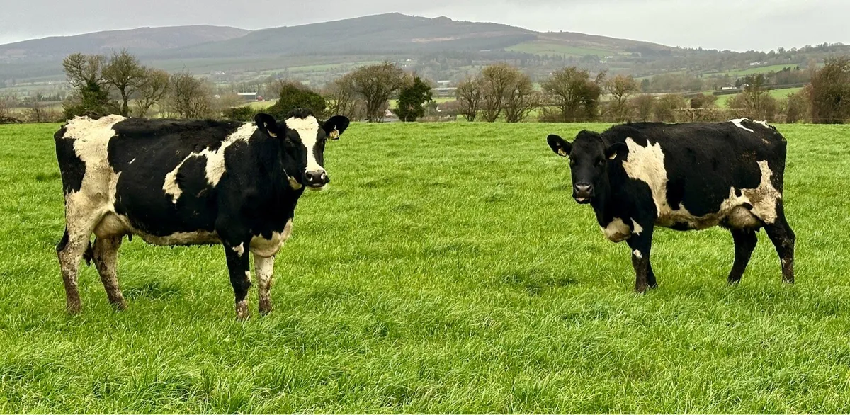 Young Empty Cows - Image 2