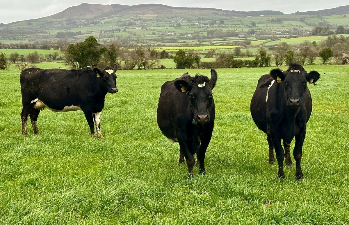 Young Empty Cows - Image 3