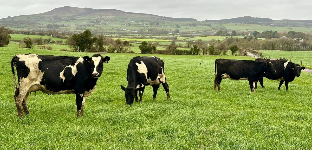 Young Empty Cows - Image 4