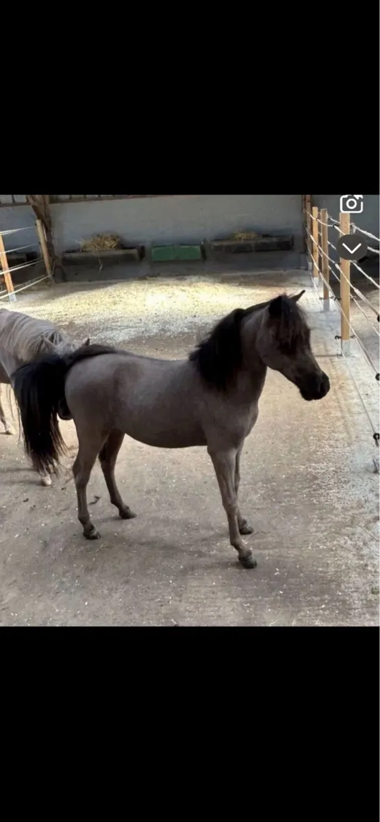 AMHR & AMHA - Image 1