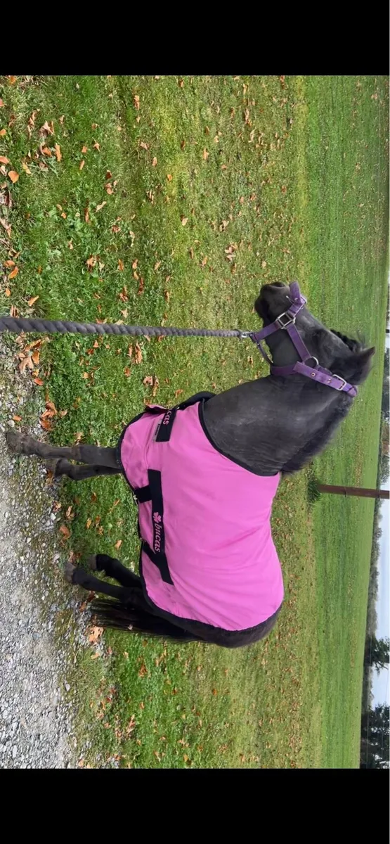 AMHR & AMHA - Image 2