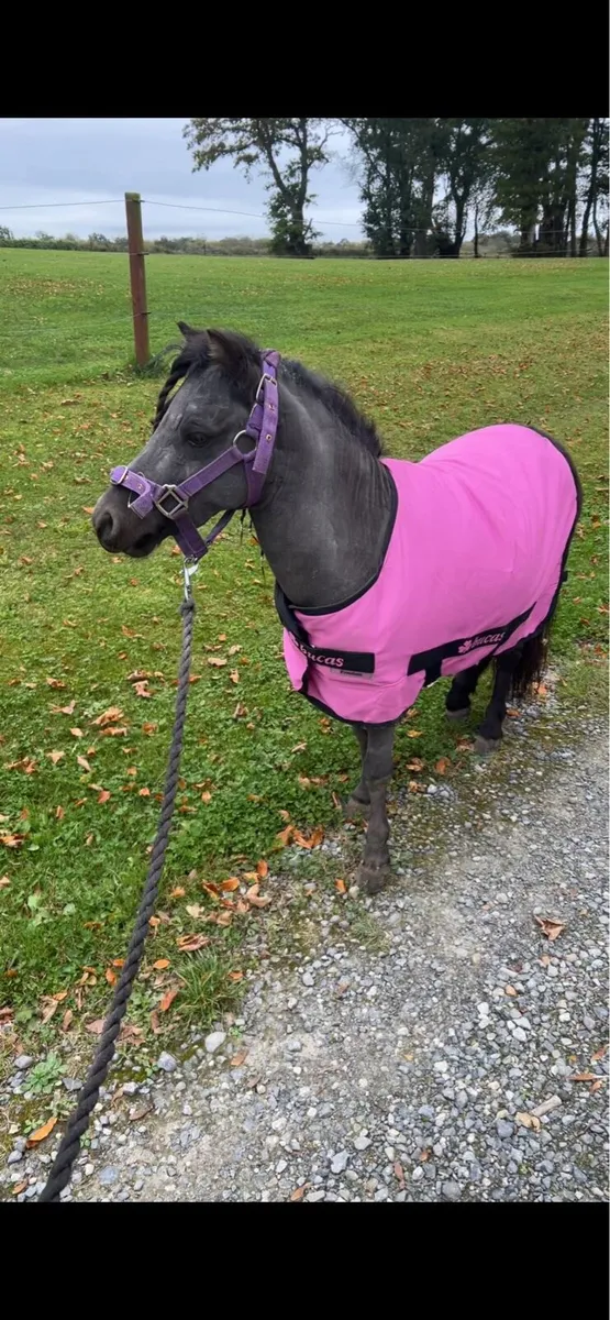 AMHR & AMHA - Image 3