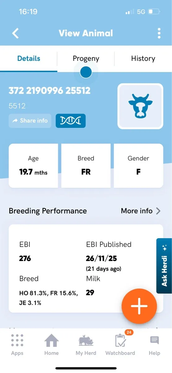 Dairy heifers - Image 1